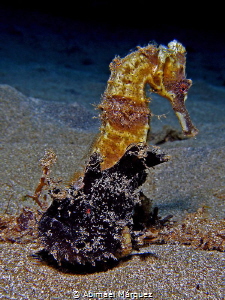 Frogfish and Seahorse by Abimael Márquez 